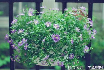 关于小菊的名句摘抄