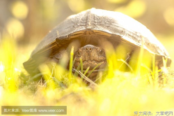 爬行动物的名句_关于爬行动物的名句