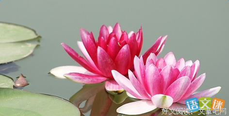 关于莲花郎面名言大全