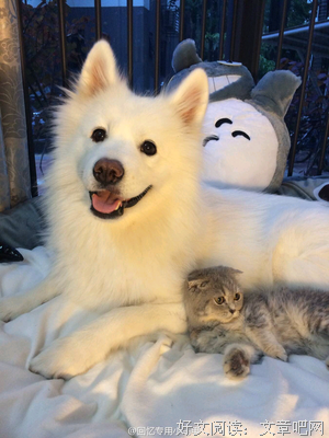 最全的微笑的猫经典句子