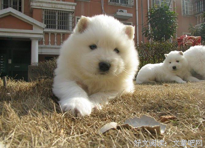 有关林夏萨摩名言名句