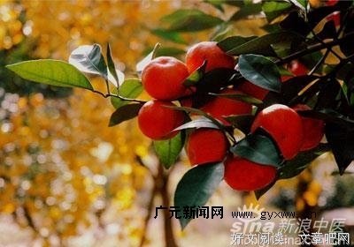 最新的《橘皮书》经典的句子