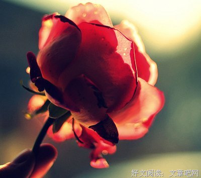 最新的《红玫瑰》名句欣赏