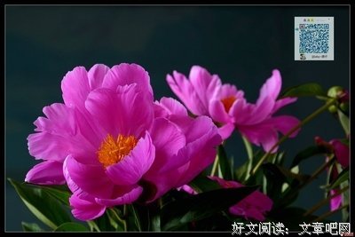 《花神传》好段摘抄
