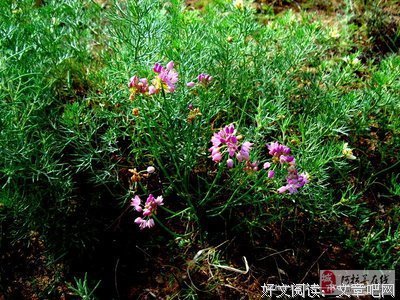 最经典的《一座城池》经典句子
