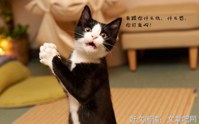 最全的十三眼黑猫精彩语录