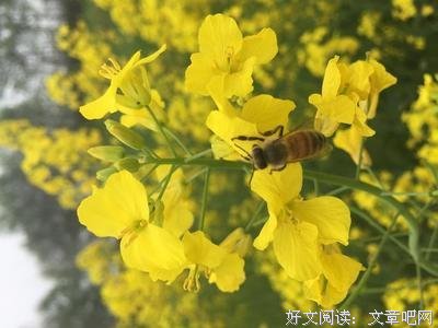 最新的《琥珀之剑》小说摘抄