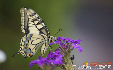 梦的优美句子