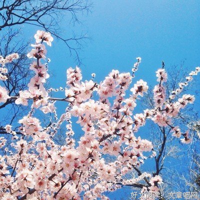 最全的梨花，雨落名言