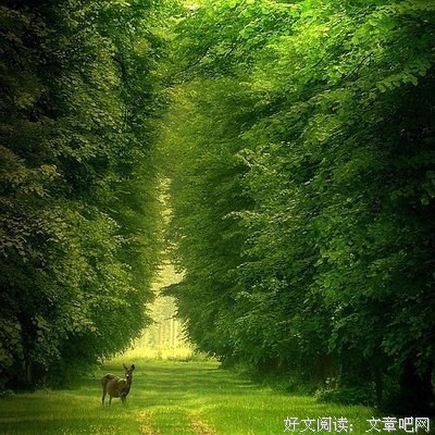最全的《心静自然禅》经典语录