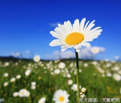 花满看自有成秋经典的句子