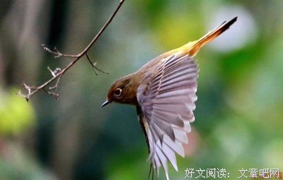 最经典的《肥鸟当自强》小说书摘