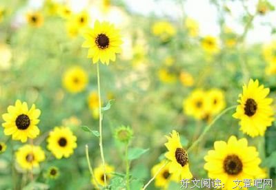 最全的《野性的呼唤》语录摘抄