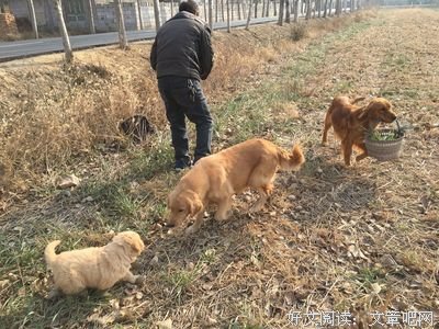 优质中年大叔的爱情启示，小奶狗你养不起