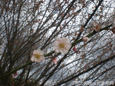 最全的朵朵15句经典名言