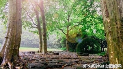 最全的《来不及说我爱你》经典句子