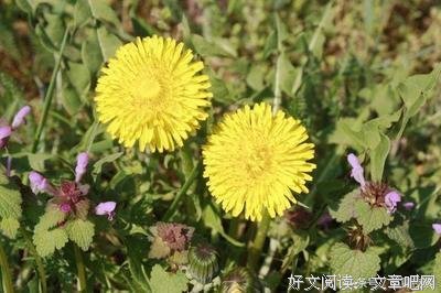 眼高手低的句子