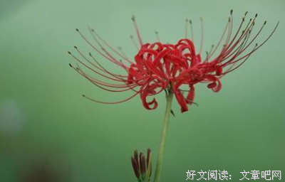 彼岸句子大全
