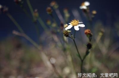 《感悟》的句子
