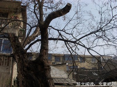 南柯一梦句子