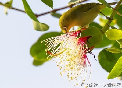 海桑名言