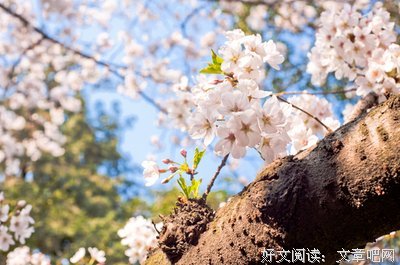 《樱花庄的宠物女孩》经典语录