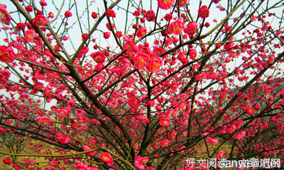 最全的《天涯论坛--梅花易数详解》佳句摘抄