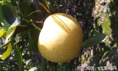 郁金的句子