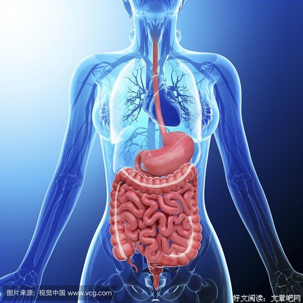 消化系统的语句摘抄_关于消化系统的语句
