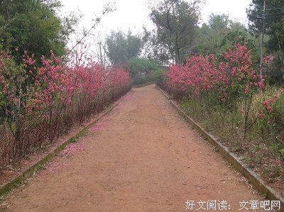 《感谢时间让我将你安然遗忘》美文摘抄