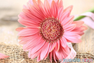 最全的《遇见好实茶花》经典语句