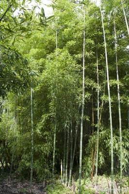最经典的周邦彦名言