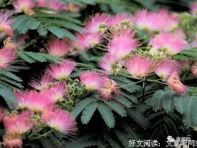 最经典的张丽钧名言大全