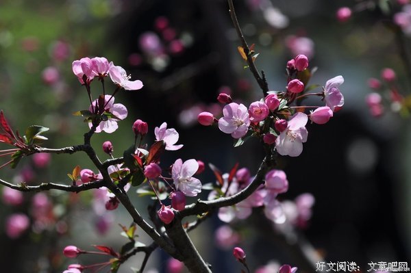 最全的《穿越网邹成时音飘零》小说句子大全