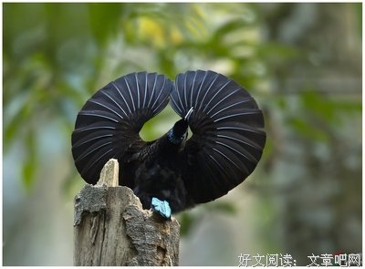 有关极乐鸟经典名句