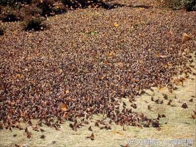 密密麻麻地爬满心句子