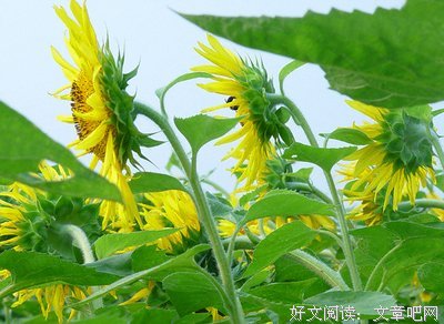连城雪名句欣赏