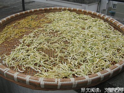 最全的《忍冬》经典语句