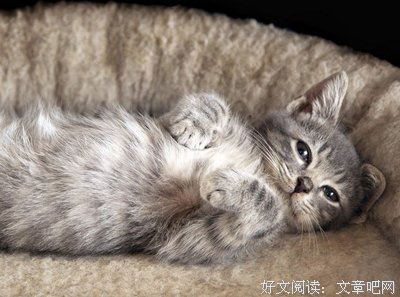 最经典的《句子秀》佳句摘抄大全