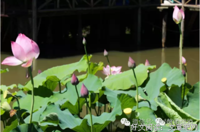 关于了了了了了了了的句子