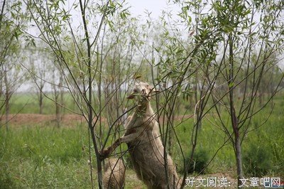 关于吃草的老羊精彩语录