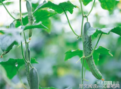 2018秋叶一雨名言大全