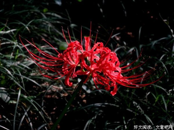《曼珠沙华》语录摘抄大全