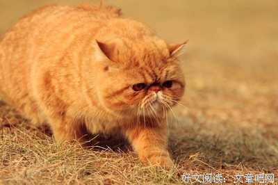 最新的《麦克白》经典句子大全