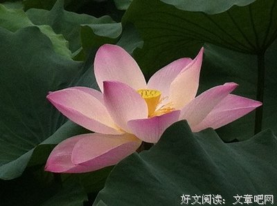 关于香远的名言