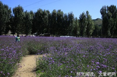 关于柳叶的格言