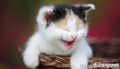 爆笑的句子