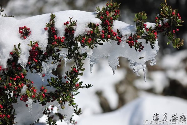 等你，在飘雪的家乡