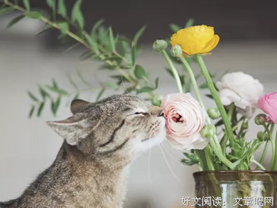 柳翎好词好句