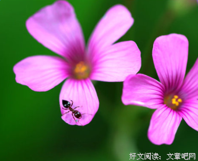 希腊种年杰经典名句